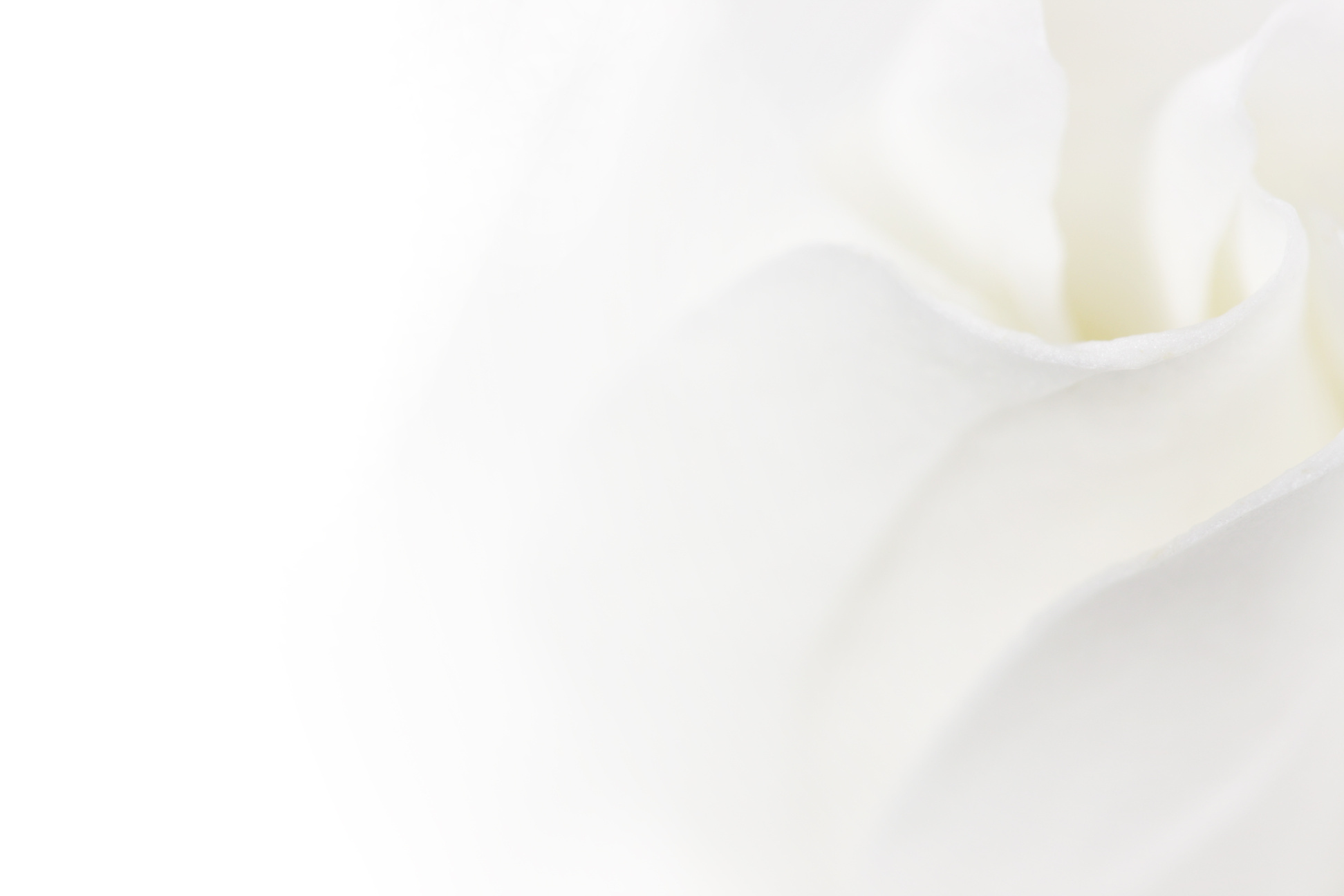 Soft white flower background